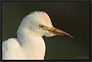 koereiger DSC_0075-01